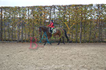 Badyhoeve is een terrein dat tot 3kinderen en hun pony's met de hond Djackson behoort.