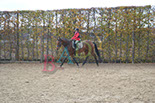 Badyhoeve is een terrein dat tot 3kinderen en hun pony's met de hond Djackson behoort.