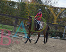 Badyhoeve is een terrein dat tot 3kinderen en hun pony's met de hond Djackson behoort.