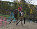 Badyhoeve is een terrein dat tot 3kinderen en hun pony's met de hond Djackson behoort.