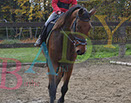 Badyhoeve is een terrein dat tot 3kinderen en hun pony's met de hond Djackson behoort.