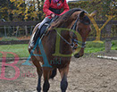 Badyhoeve is een terrein dat tot 3kinderen en hun pony's met de hond Djackson behoort.