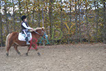 Badyhoeve is een terrein dat tot 3kinderen en hun pony's met de hond Djackson behoort.