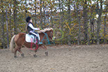 Badyhoeve is een terrein dat tot 3kinderen en hun pony's met de hond Djackson behoort.