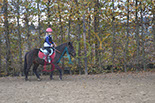 Badyhoeve is een terrein dat tot 3kinderen en hun pony's met de hond Djackson behoort.