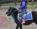 Badyhoeve is een terrein dat tot 3kinderen en hun pony's met de hond Djackson behoort.
