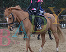 Badyhoeve is een terrein dat tot 3kinderen en hun pony's met de hond Djackson behoort.