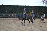 Badyhoeve is een terrein dat tot 3kinderen en hun pony's met de hond Djackson behoort.