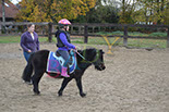 Badyhoeve is een terrein dat tot 3kinderen en hun pony's met de hond Djackson behoort.