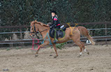 Badyhoeve is een terrein dat tot 3kinderen en hun pony's met de hond Djackson behoort.