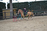 Badyhoeve is een terrein dat tot 3kinderen en hun pony's met de hond Djackson behoort.