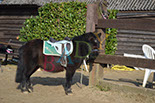 Badyhoeve is een terrein dat tot 3kinderen en hun pony's met de hond Djackson behoort.