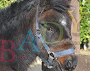 Badyhoeve is een terrein dat tot 3kinderen en hun pony's met de hond Djackson behoort.