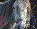 Badyhoeve is een terrein dat tot 3kinderen en hun pony's met de hond Djackson behoort.