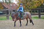 Badyhoeve is een terrein dat tot 3kinderen en hun pony's met de hond Djackson behoort.