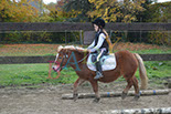 Badyhoeve is een terrein dat tot 3kinderen en hun pony's met de hond Djackson behoort.