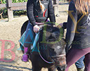 Badyhoeve is een terrein dat tot 3kinderen en hun pony's met de hond Djackson behoort.
