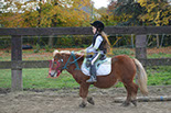 Badyhoeve is een terrein dat tot 3kinderen en hun pony's met de hond Djackson behoort.