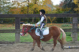 Badyhoeve is een terrein dat tot 3kinderen en hun pony's met de hond Djackson behoort.