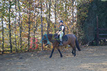 Badyhoeve is een terrein dat tot 3kinderen en hun pony's met de hond Djackson behoort.