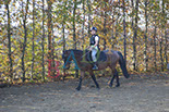 Badyhoeve is een terrein dat tot 3kinderen en hun pony's met de hond Djackson behoort.