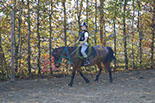 Badyhoeve is een terrein dat tot 3kinderen en hun pony's met de hond Djackson behoort.