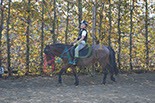 Badyhoeve is een terrein dat tot 3kinderen en hun pony's met de hond Djackson behoort.