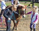 Badyhoeve is een terrein dat tot 3kinderen en hun pony's met de hond Djackson behoort.