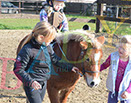 Badyhoeve is een terrein dat tot 3kinderen en hun pony's met de hond Djackson behoort.