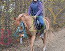 Badyhoeve is een terrein dat tot 3kinderen en hun pony's met de hond Djackson behoort.