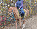Badyhoeve is een terrein dat tot 3kinderen en hun pony's met de hond Djackson behoort.