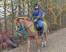Badyhoeve is een terrein dat tot 3kinderen en hun pony's met de hond Djackson behoort.