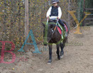 Badyhoeve is een terrein dat tot 3kinderen en hun pony's met de hond Djackson behoort.