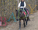 Badyhoeve is een terrein dat tot 3kinderen en hun pony's met de hond Djackson behoort.