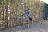 Badyhoeve is een terrein dat tot 3kinderen en hun pony's met de hond Djackson behoort.