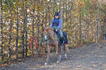 Badyhoeve is een terrein dat tot 3kinderen en hun pony's met de hond Djackson behoort.