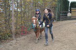 Badyhoeve is een terrein dat tot 3kinderen en hun pony's met de hond Djackson behoort.