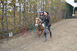 Badyhoeve is een terrein dat tot 3kinderen en hun pony's met de hond Djackson behoort.
