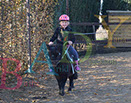 Badyhoeve is een terrein dat tot 3kinderen en hun pony's met de hond Djackson behoort.