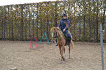 Badyhoeve is een terrein dat tot 3kinderen en hun pony's met de hond Djackson behoort.
