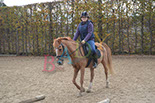 Badyhoeve is een terrein dat tot 3kinderen en hun pony's met de hond Djackson behoort.