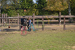 Badyhoeve is een terrein dat tot 3kinderen en hun pony's met de hond Djackson behoort.