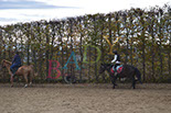 Badyhoeve is een terrein dat tot 3kinderen en hun pony's met de hond Djackson behoort.