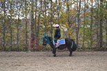 Badyhoeve is een terrein dat tot 3kinderen en hun pony's met de hond Djackson behoort.