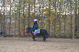 Badyhoeve is een terrein dat tot 3kinderen en hun pony's met de hond Djackson behoort.