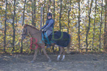 Badyhoeve is een terrein dat tot 3kinderen en hun pony's met de hond Djackson behoort.