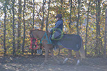 Badyhoeve is een terrein dat tot 3kinderen en hun pony's met de hond Djackson behoort.