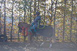 Badyhoeve is een terrein dat tot 3kinderen en hun pony's met de hond Djackson behoort.