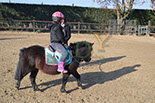 Badyhoeve is een terrein dat tot 3kinderen en hun pony's met de hond Djackson behoort.