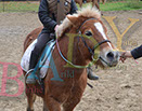 Badyhoeve is een terrein dat tot 3kinderen en hun pony's met de hond Djackson behoort.